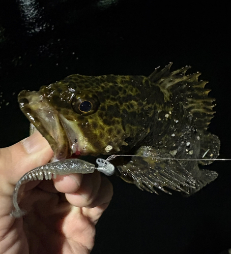 タケノコメバルの釣果