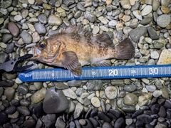 メバルの釣果