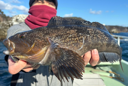 アイナメの釣果