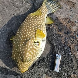 サザナミフグ