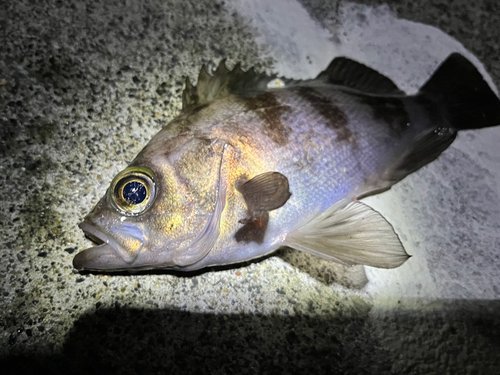 メバルの釣果