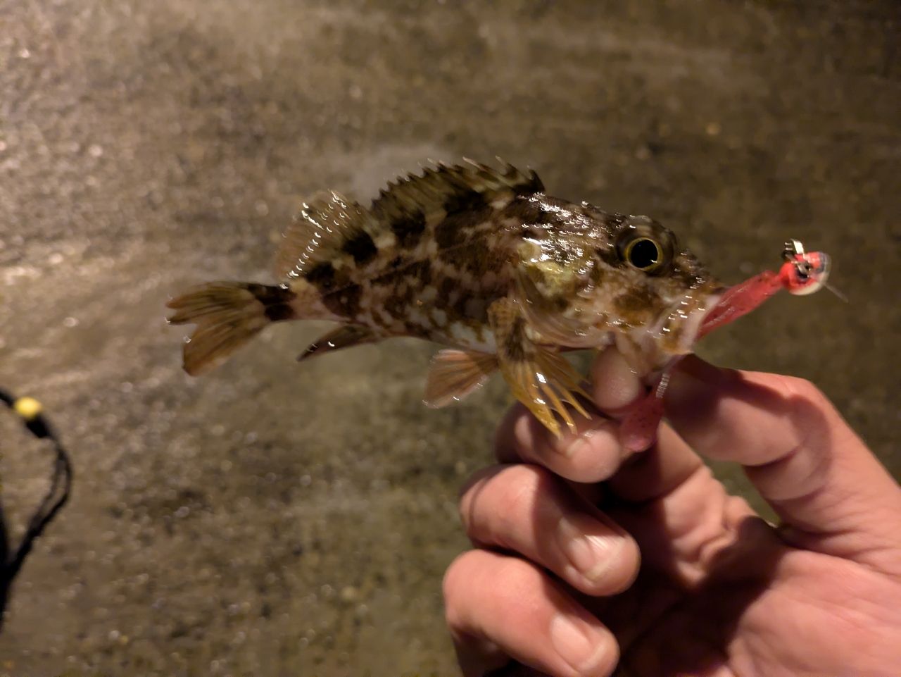 ガシラ