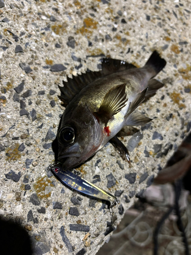 メバルの釣果