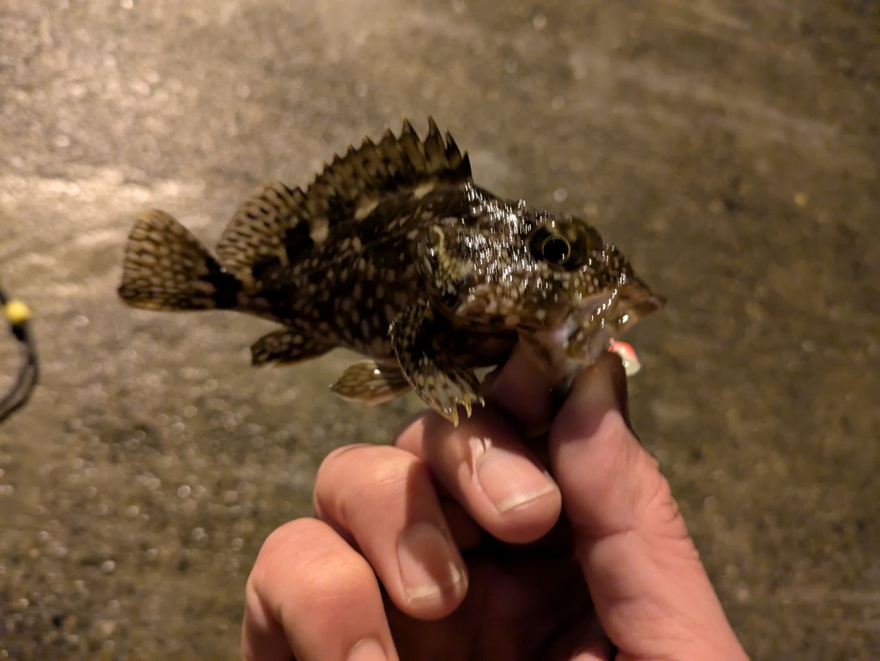 ガシラ