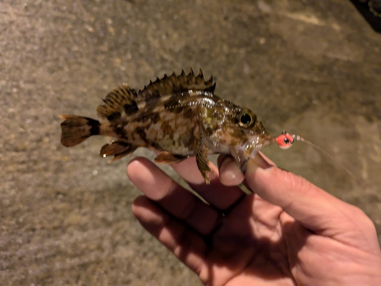 ガシラ