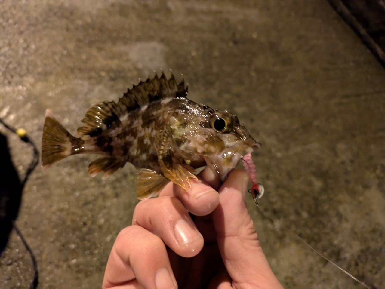 ガシラ