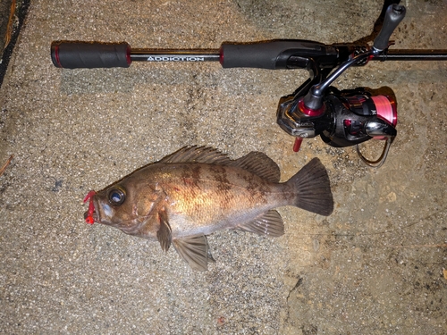 メバルの釣果