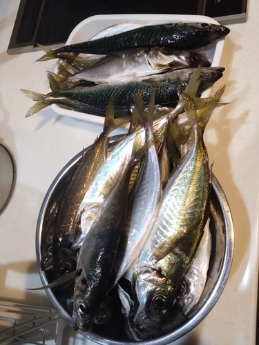 アジの釣果