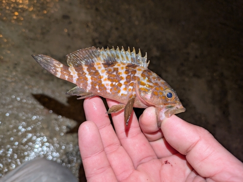 アコウの釣果