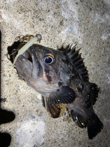 クロソイの釣果