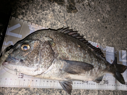 クロダイの釣果