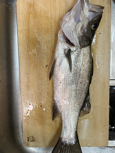 スズキの釣果