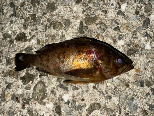 メバルの釣果