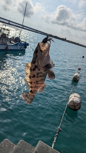 イシミーバイの釣果