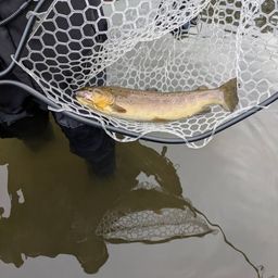 ブラウントラウト