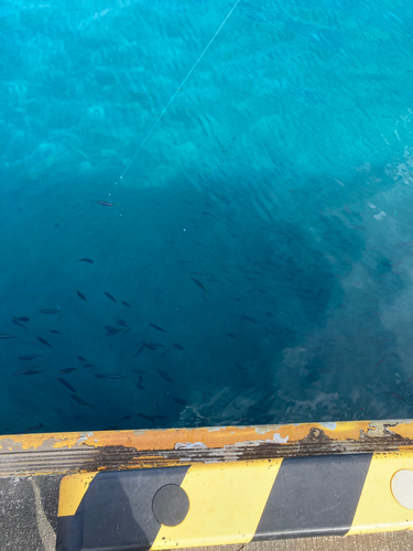 ムロアジの釣果