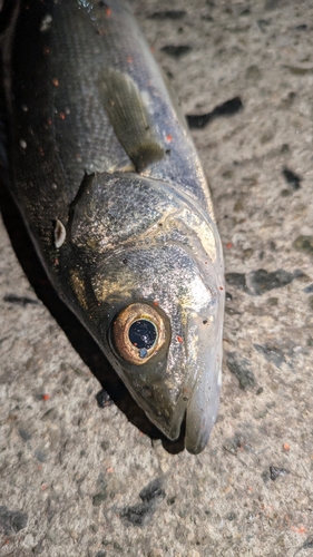 セイゴ（マルスズキ）の釣果