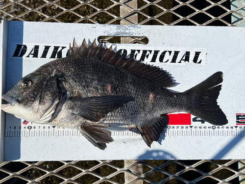 クロダイの釣果