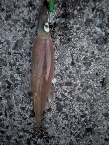 ヤリイカの釣果