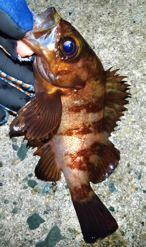 シロメバルの釣果