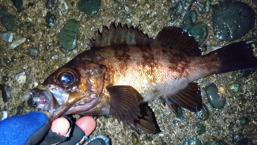 シロメバルの釣果