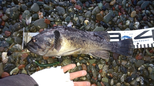 クロソイの釣果