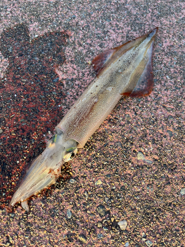 ヤリイカの釣果