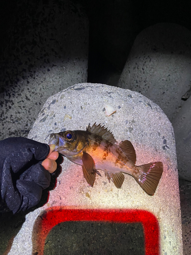 メバルの釣果