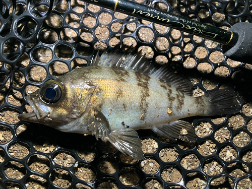 シロメバルの釣果