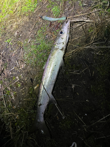 カマスの釣果