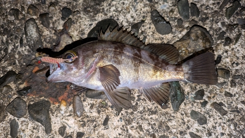 メバルの釣果