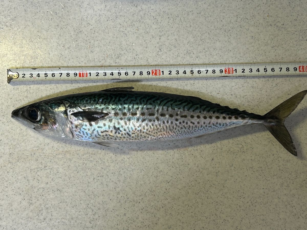 コッスーFさんの釣果 2枚目の画像