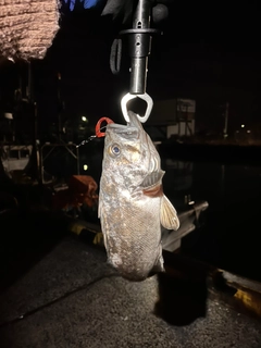 クロソイの釣果