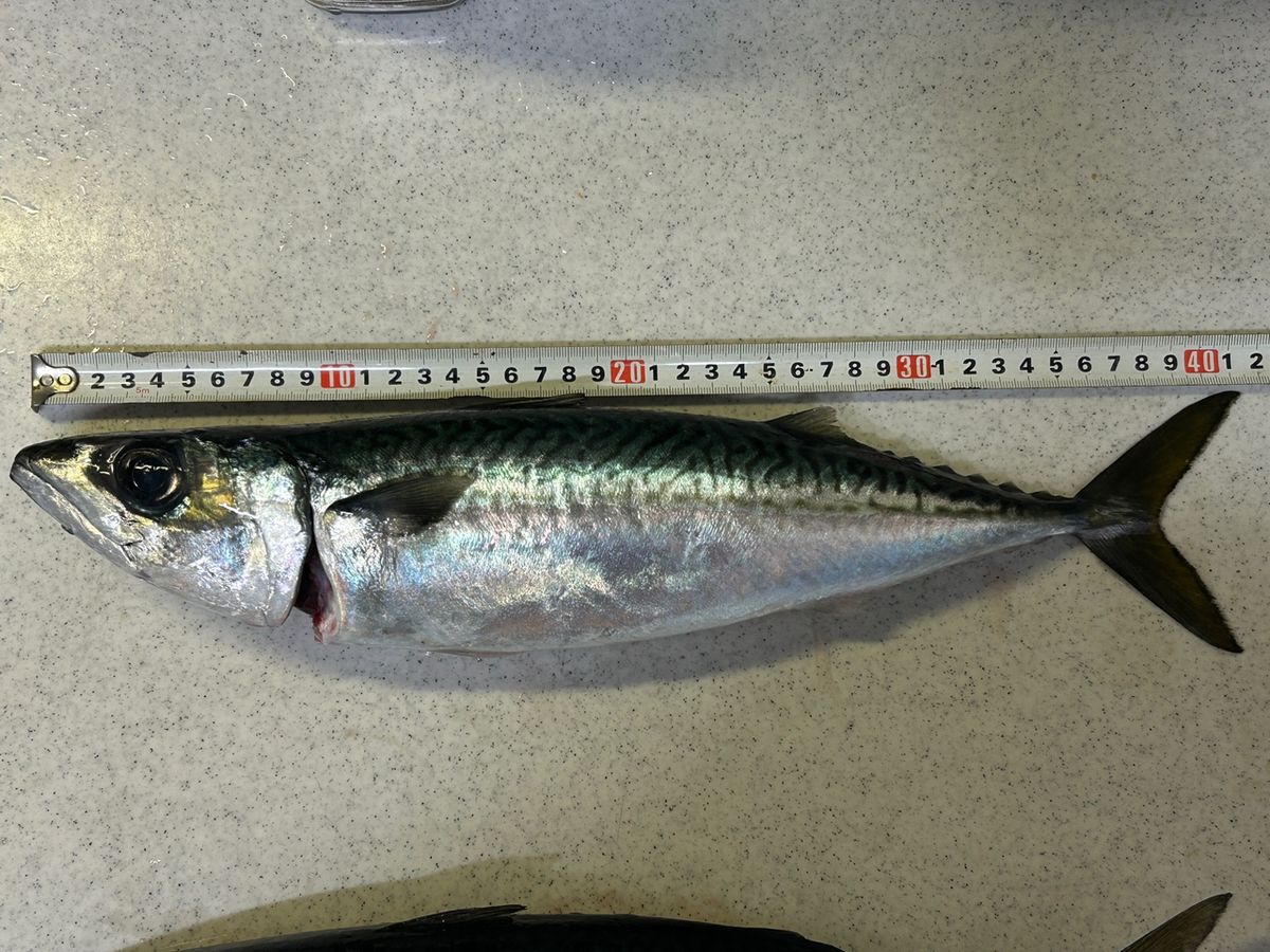 コッスーFさんの釣果 2枚目の画像