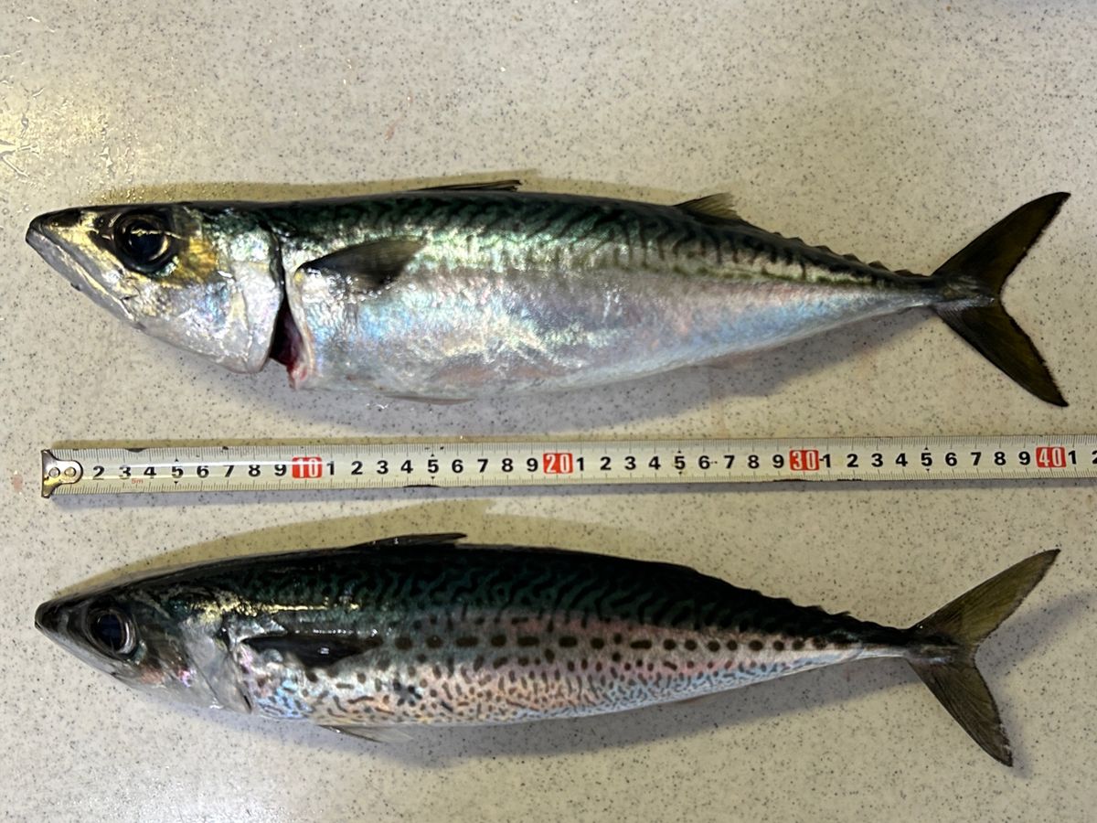 コッスーFさんの釣果 3枚目の画像