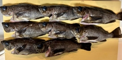 クロメバルの釣果