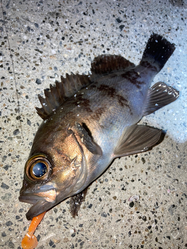 メバルの釣果