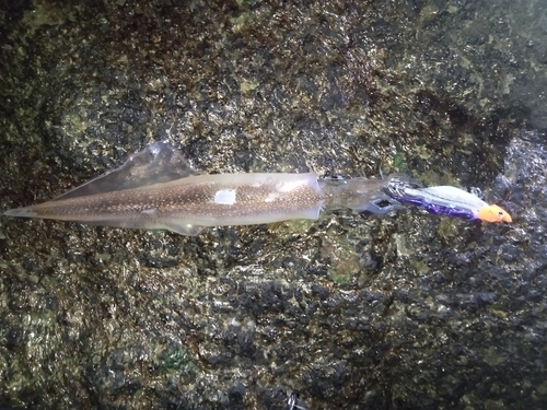 ヤリイカの釣果