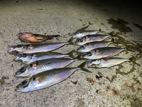 アジの釣果