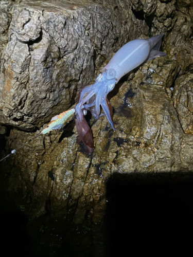 ヤリイカの釣果