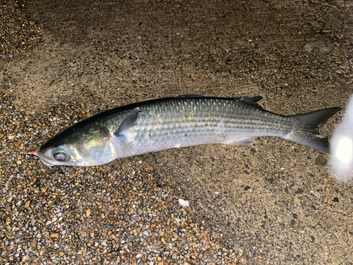 ボラの釣果