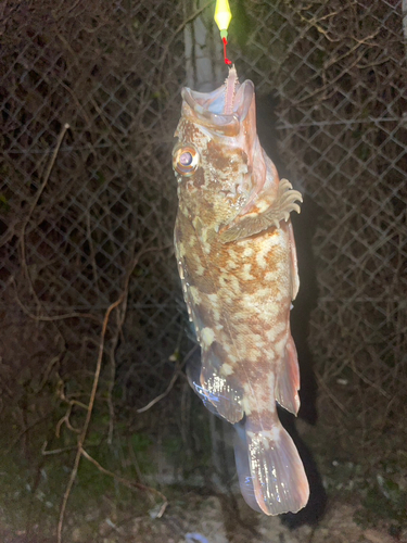 カサゴの釣果