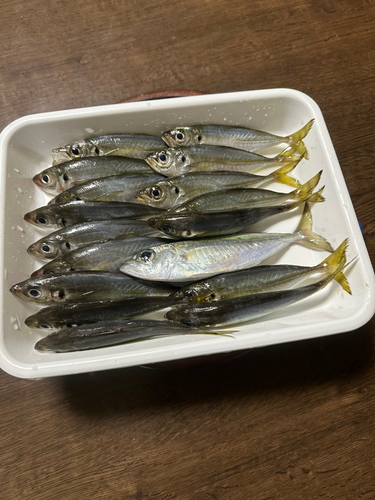 アジの釣果