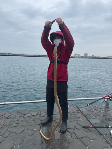 ダイナンウミヘビの釣果