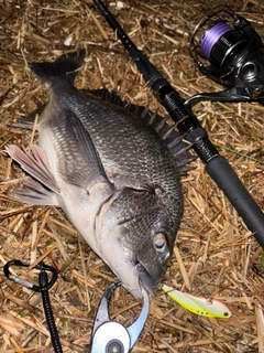 クロダイの釣果