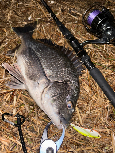 クロダイの釣果