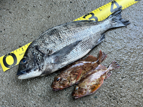 クロダイの釣果