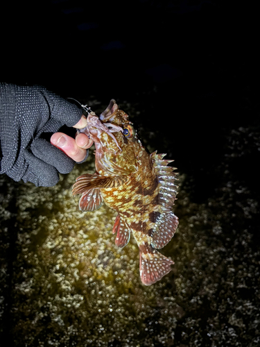 カサゴの釣果