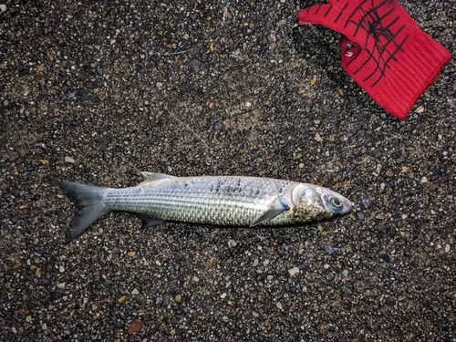 ボラの釣果