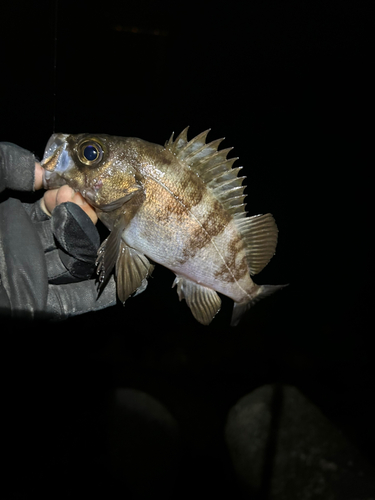 メバルの釣果